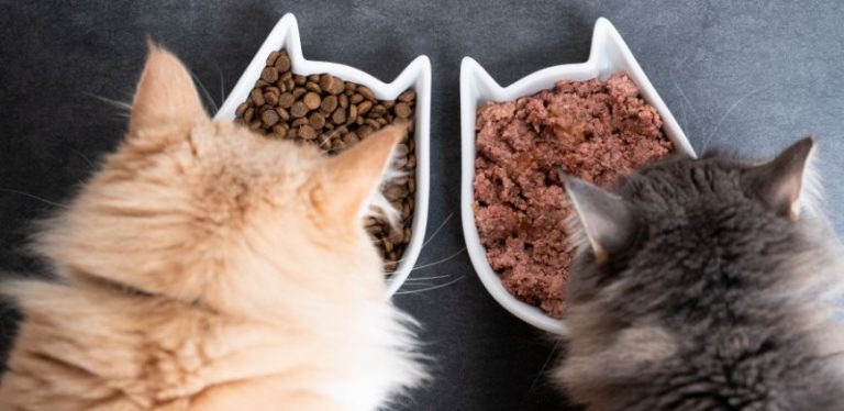 toxic food for cats