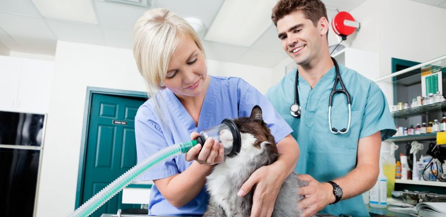 vet tech schools