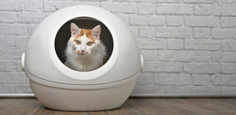 self-cleaning litter boxes