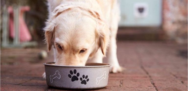 dog food reviews