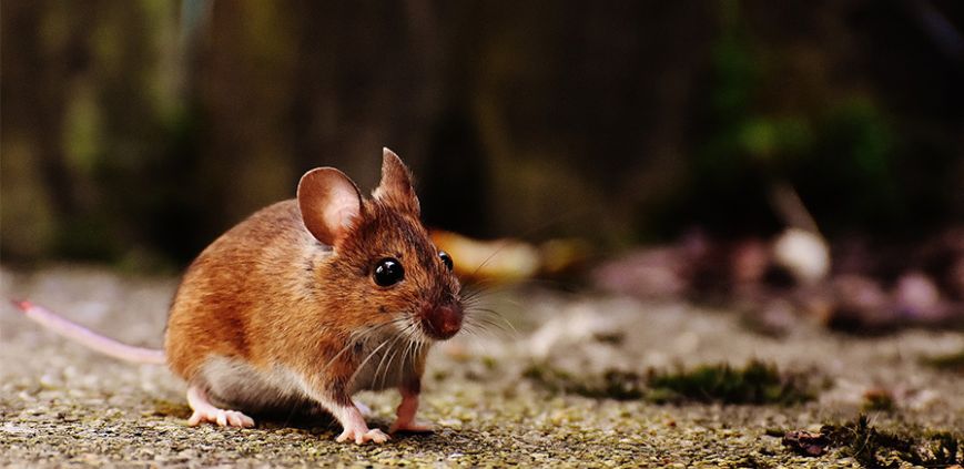 how to get rid of mice