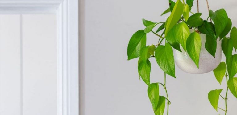 best indoor house plants