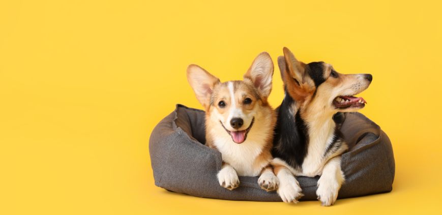 Two corgi dogs sitting on a grey dog bed, against a yellow background.