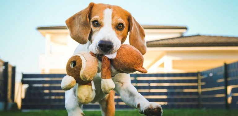 best enrichment toys for dogs
