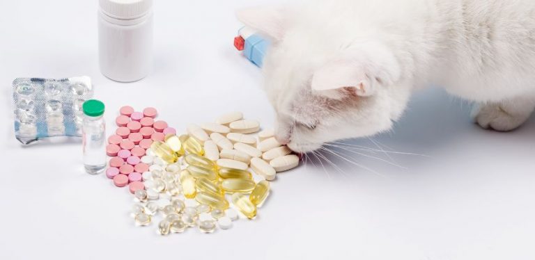pet supplements