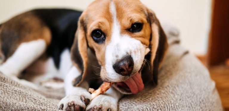 A beagle dog chewing on a treat.