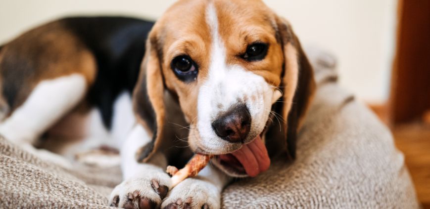 A beagle dog chewing on a treat.